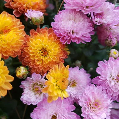 10月20日免费节点分享|19.6M/S，V2ray节点/Singbox节点/Clash节点/SSR节点|免费上网梯子每天更新